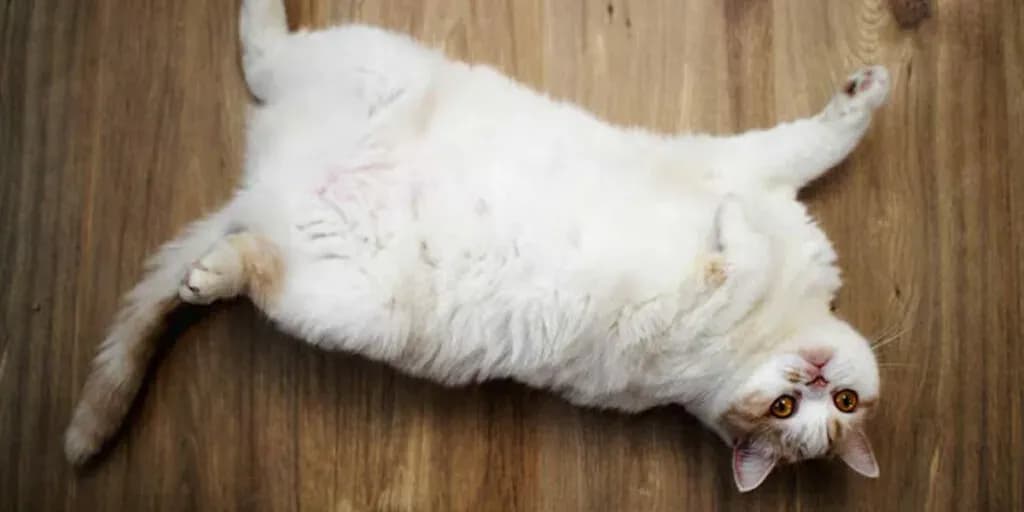 post-metatrader-4-for-android-a-comprehensive-tutorial-pdf-included-image